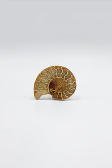 Ammonite Medium
