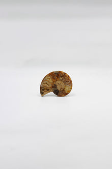 Ammonite Small